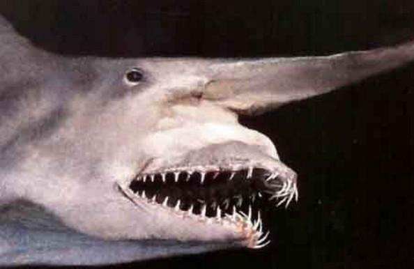 那些海底深处的奇异动物, 个个都不是善茬!_【快资讯】