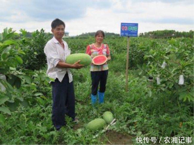 农民夫妇芭乐果园套种它,一亩双丰收,年入十几万元