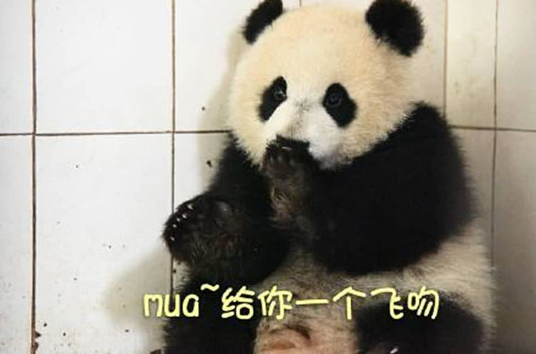 日本大叔走遍140多个城市,只为与中国所有熊猫