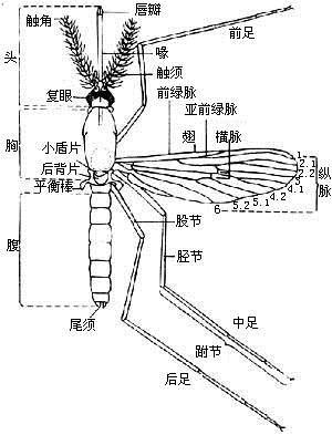 你知道蚊子是怎么“爱”上你的吗？