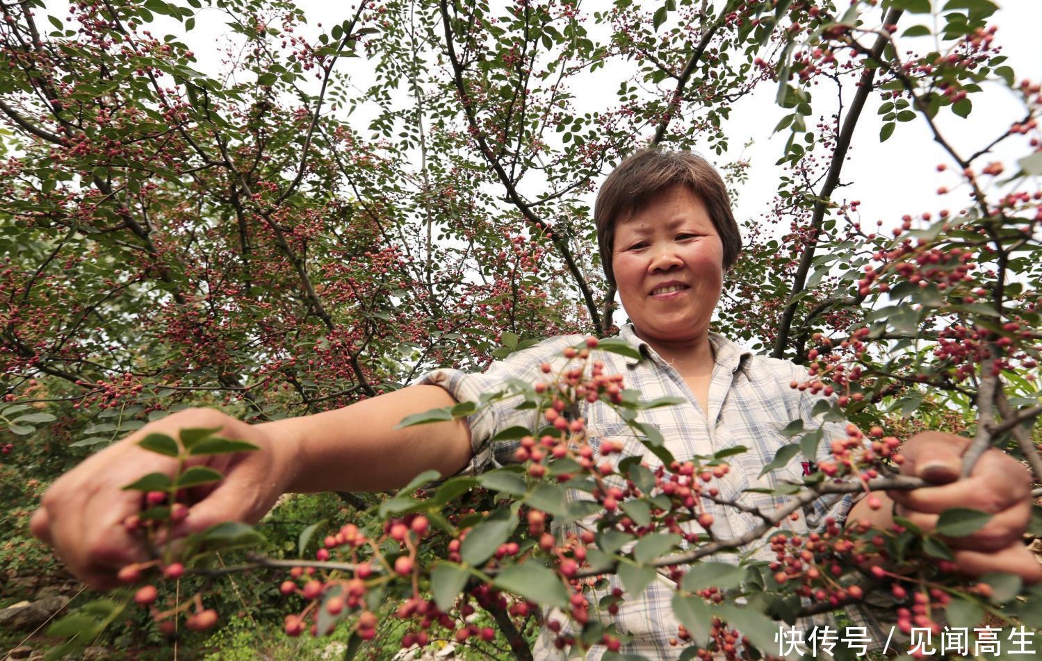 去路边摘这4种绿植, 冬天手脚暖不热就能解决