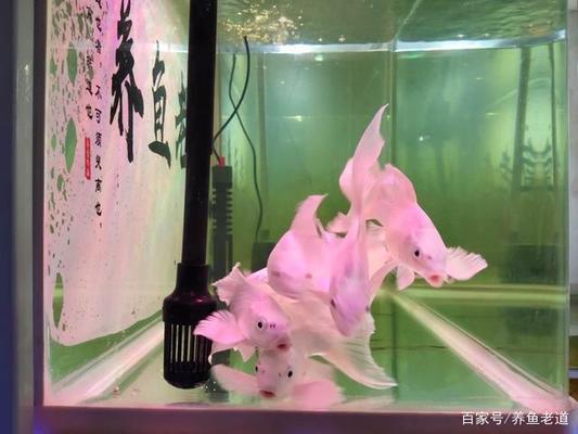 長沙市雨花區(qū)魚旺水族店（長沙市雨花區(qū)魚旺水族店地址）