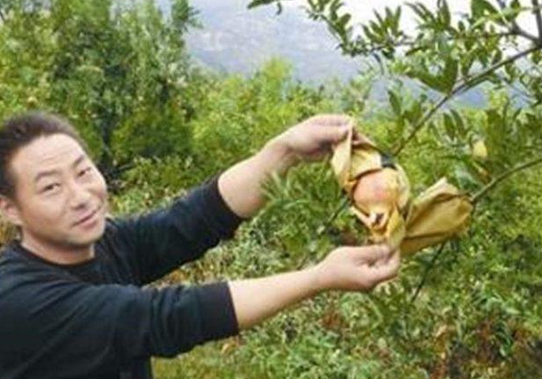 品质好一点的,可以卖到20元一斤,是农村人稀罕的宝贝