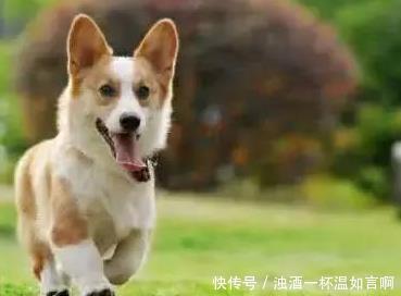 哪个狗狗沐浴露好,更适合我们汪星人呢?