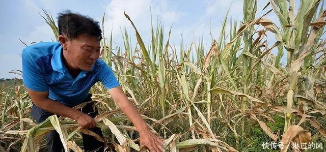 伏旱!伏旱!谁来救我家的苞米!大雨7号能下吗肯