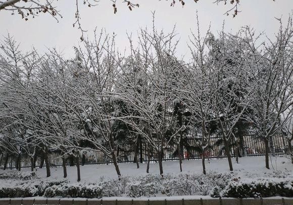 留得残雪踏歌声2019年宁阳第一场雪