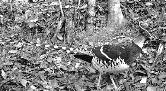 开化有\"熊出没\":钱塘江源头亮出生物多样性雄厚家底