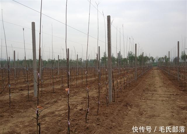 苹果树栽培技术|苹果树带分枝大苗建园当年冬季修剪原则