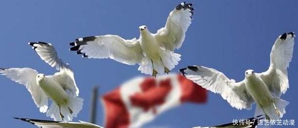 加拿大总理向中国示好 或不会跟随美国禁止华