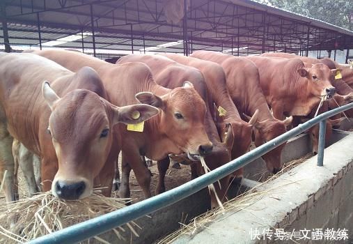 农村养殖不允许城市工厂关闭农民没有办法赚钱