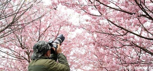 重庆樱花盛开尽显浪漫