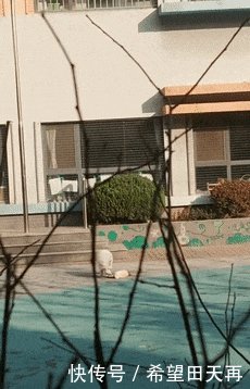 济南一幼儿园惊现狐狸, 咬死多只兔子! 居民称