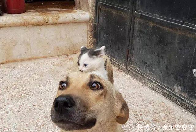 在战火纷飞的叙利亚,失去孩子的狗妈妈和流落