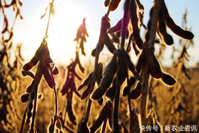 “早立秋凉飕飕,晚立秋热死牛”,2019年算早立秋吗? pp电子平台