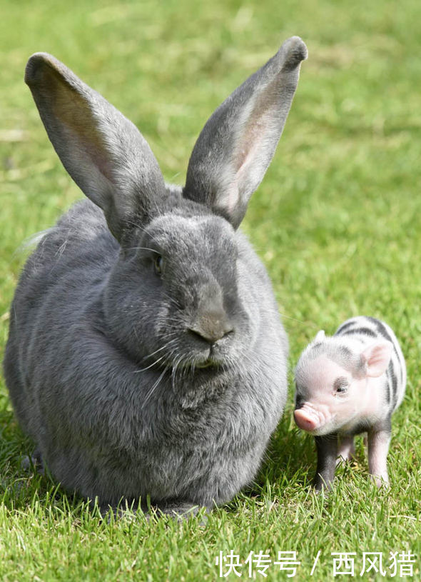 超萌袖珍猪认兔子当妈,兔子答应吗?