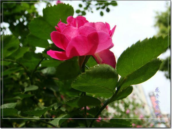 谁知道这是什么花,象征什么,可以代表普通友情