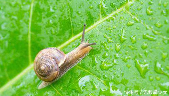 蜗牛的功效与作用是什么 t018a95e082da00f480.jpg