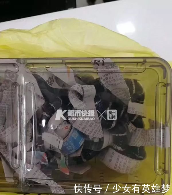 23岁海归美女养银环蛇被咬,心脏骤停昏迷不醒