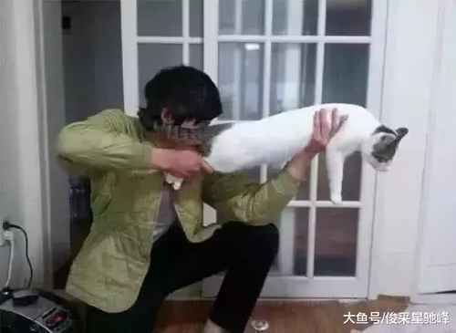 求求你们,别让图片帮你P图了,被做成网友的大全萌狗呆表情包图片可爱表情图片