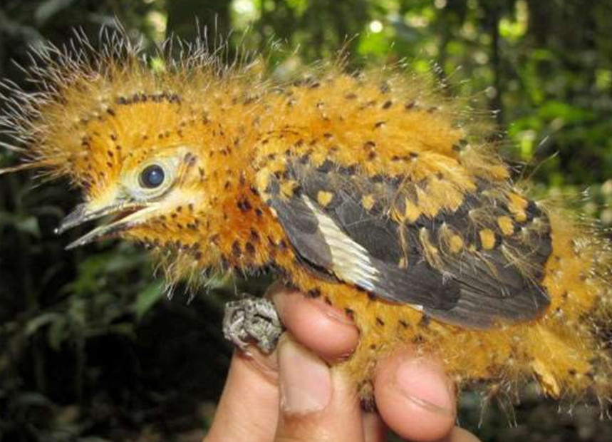 热带雨林特别鸟类:遇危险时生长出金黄色毛发
