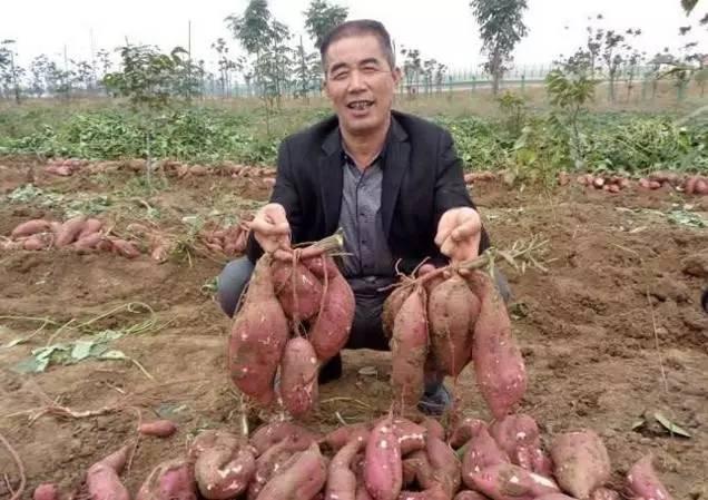红薯高产有技巧,学会这个小妙招,1棵红薯结1筐