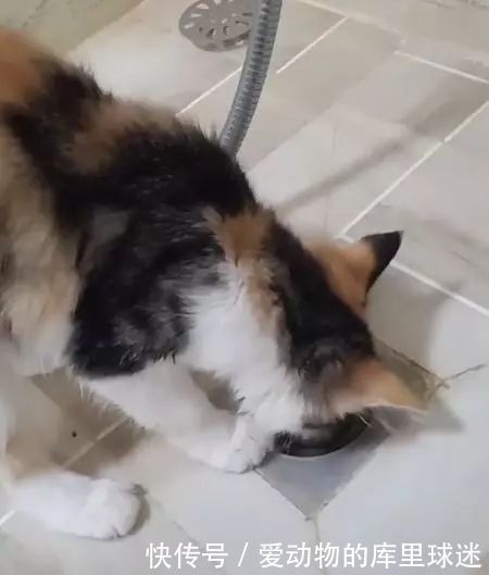 戒指掉进下水道,主人让猫这样做,猫:也不说给整个套袖,真埋汰 博e百娱乐城官方网