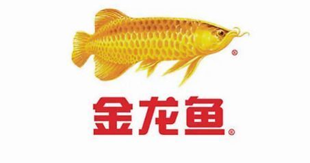 紅龍魚用什么燈比較好（紅龍魚用什么燈比較好看）