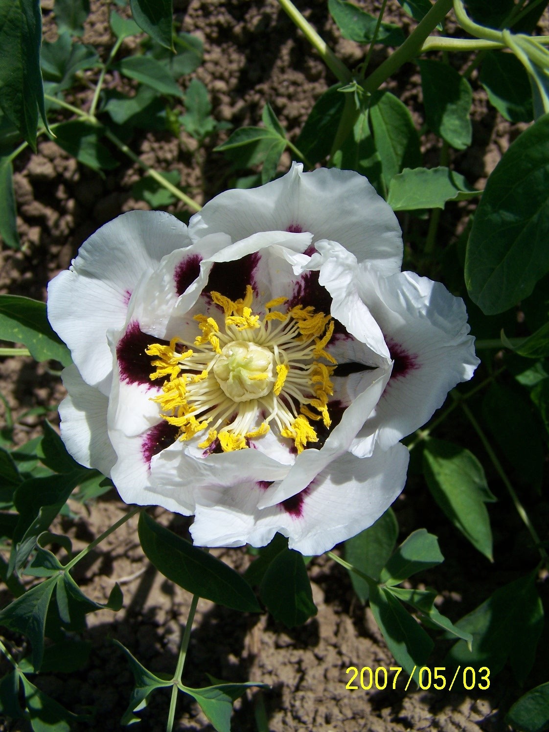 基本资料 野生种多为白色花 紫斑牡丹 拉丁名:paeonia rockii