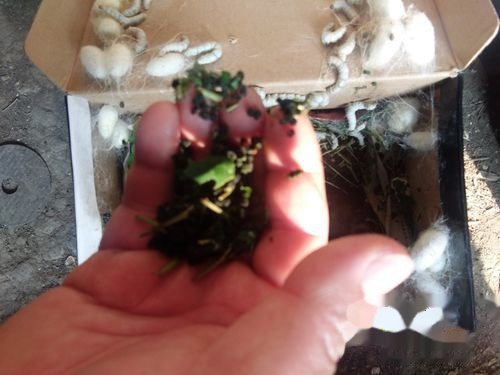 怎么养蚕宝宝 t0190a114315bdfbf96.jpg