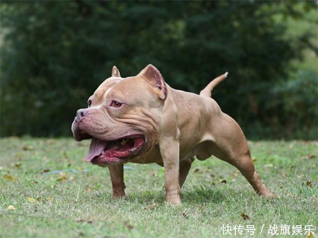 当动物没有了脖子,长颈鹿、大象、河马北极熊