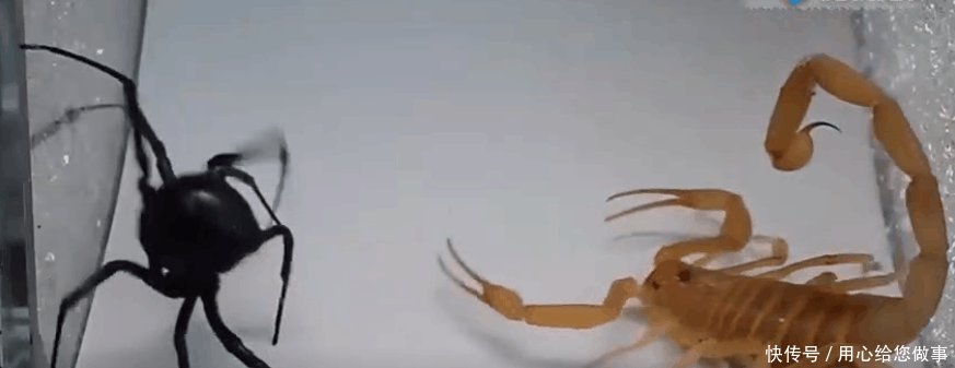 蝎子和蜘蛛都是五毒之首, 它们谁最厉害不防看