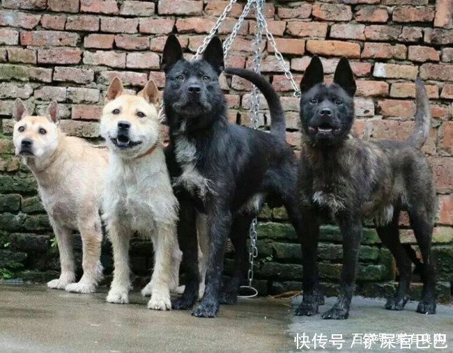 最稀有的四种中华猎犬,第一种嗅觉敏锐,遇到最