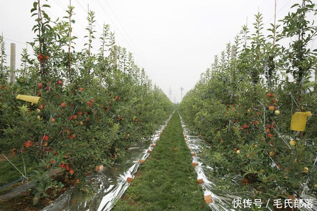 苹果树栽培技术｜现代苹果园“三节”栽培技术研究