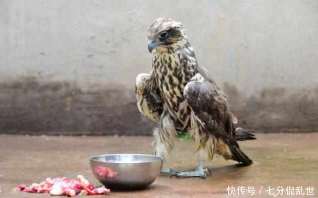 农民大叔在菜地里抓到一只野货 专家看后却变得面如土色