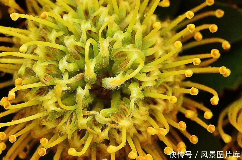 全世界最富贵华丽普蒂亚花，帝王花图片欣赏