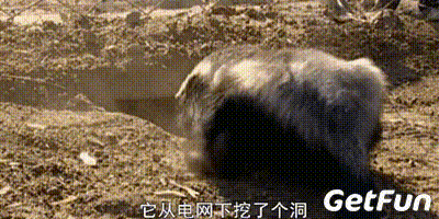 蜜獾一个非洲扛把子的生物,这辈子没怕过谁