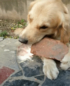 搞笑gif:打群架的场面,不行了看不下去了了!