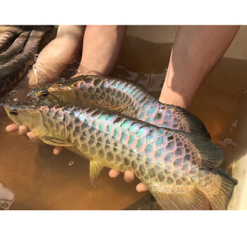 石門縣雙樂水族館（石門縣雙樂水族館電話）