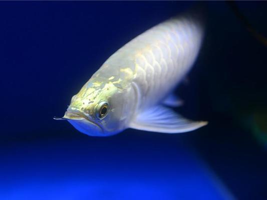 曾都区雅熙花卉水族馆（曾都区雅熙花卉水族馆地址）