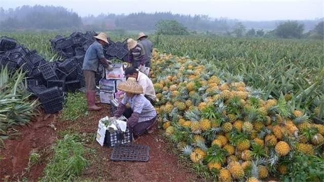 农村老家的黄色宝贝：成堆散落在地里等着人去捡，一次能挣1000多