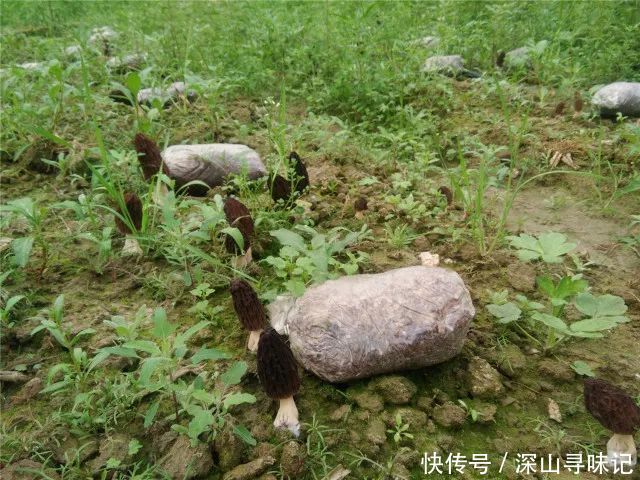 哪里购买羊肚菌 t0195a16ee6f0ca653c.jpg