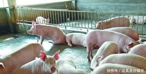 猪价涨势喜人,春节前还会再涨吗听完专家分析