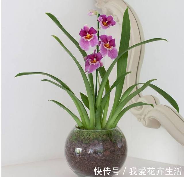 如何救,如何救活?快死掉的盆栽,四招教你轻松