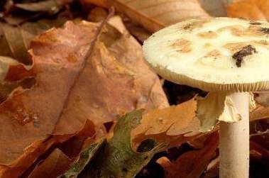 世界上最毒的蘑菇--死亡帽,0.03克即可致人死亡