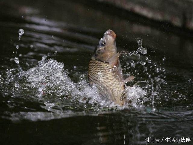 飞速游泳的鱼 t01964a5d2135ce8a40.jpg?size=640x480