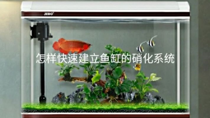 魚缸如何養(yǎng)綠苔植物（魚缸如何養(yǎng)綠苔植物視頻）