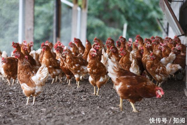 养1000只土鸡一年能赚多少钱?