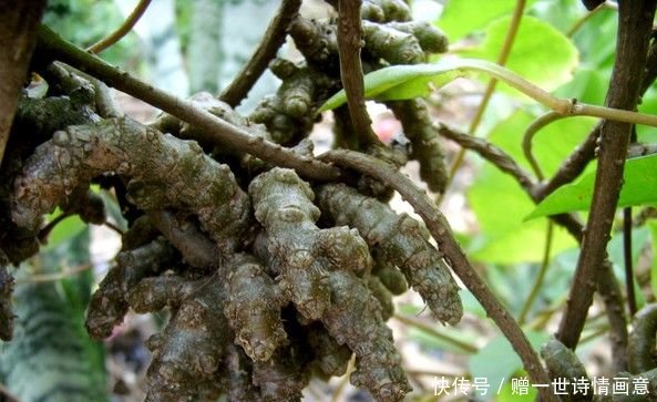 市场上售价几十块一斤,农民却对它视而不见