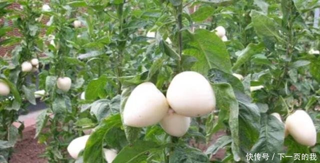 怎么介绍人参果 t0197d189e68c5b4c42.jpg