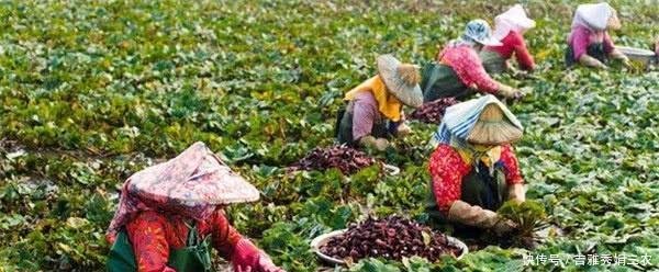 印度将中国水果拿回国种植,产量泛滥起来,中国